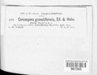 Passalora granuliformis image